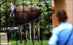 ... und bald schon Elchsalami ;-)