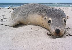 Ein kleiner, s&uuml;&szlig;er, putziger Heuler