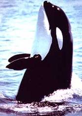 Ein Orka im Oslofjord ;-)