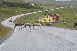 Rentiere kreuzen die E6