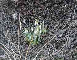 Die ersten Schneegl&ouml;ckchen 2004 in unserem Garten